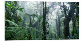 Foam board print Misty Rainforest, Costa Rica