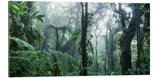 Galleritryk Tåget regnskov, Costa Rica