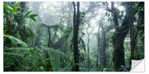 Sticker mural Forêt tropicale dans la brume, Costa Rica