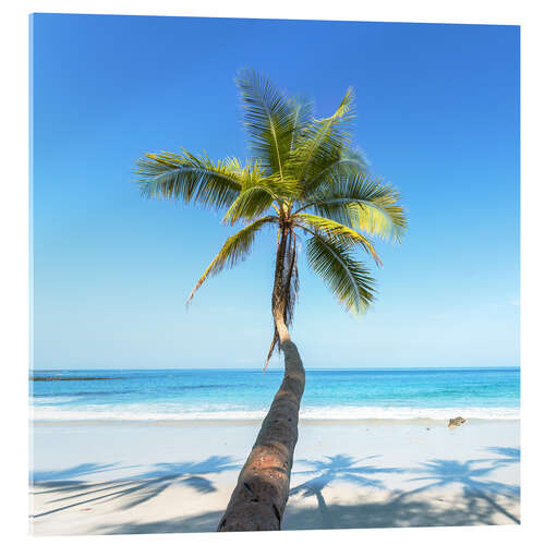 Acrylglasbild Palme am Strand, Costa Rica