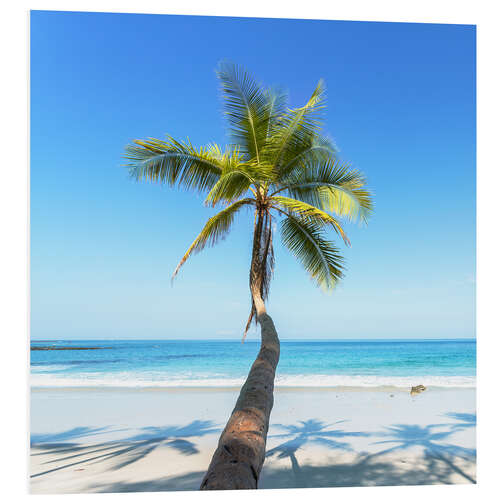 Foam board print Palm on the beach, Costa Rica