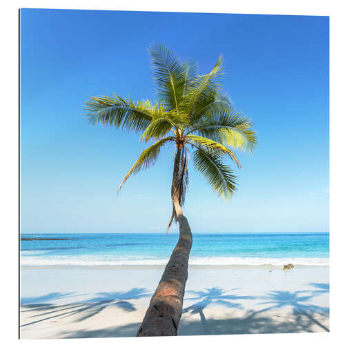 Gallery print Palm on the beach, Costa Rica