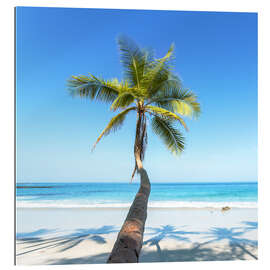 Gallery print Palm on the beach, Costa Rica