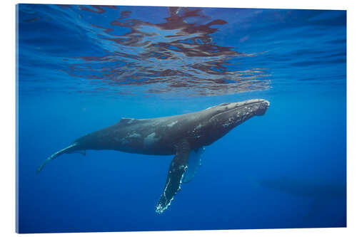 Akrylbilde Humpback whale under water