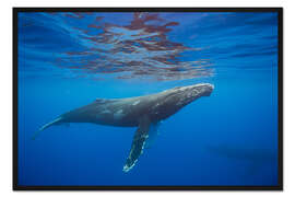 Gerahmter Kunstdruck Buckelwal unter Wasser
