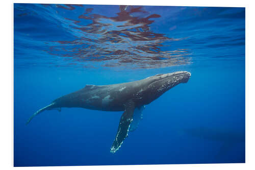 Foam board print Humpback whale under water