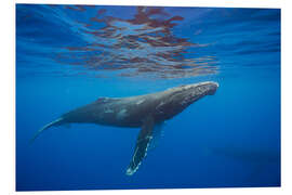 Foam board print Humpback whale under water