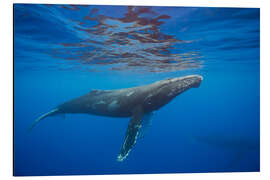 Magnettafel Buckelwal unter Wasser