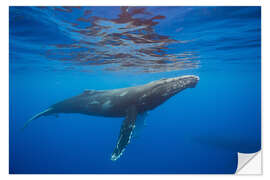 Naklejka na ścianę Humpback whale under water