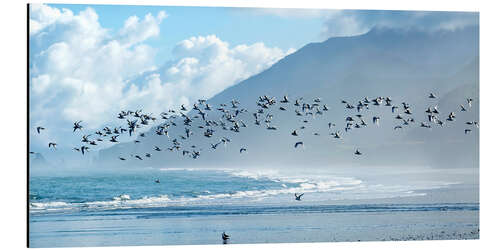 Aluminium print Terns at Rapahoe beach