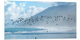 Foam board print Terns at Rapahoe beach