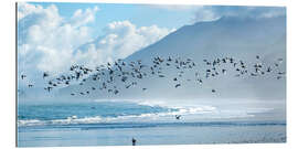 Gallery print Terns at Rapahoe beach