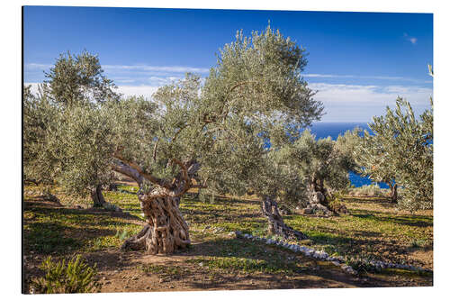 Alubild Alte Olivenbäume auf Mallorca (Spanien)