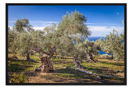 Gerahmter Kunstdruck Alte Olivenbäume auf Mallorca (Spanien)