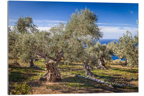 Galleriprint Ancient olive trees in Mallorca (Spain)