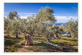 Wall print  Ancient olive trees in Mallorca (Spain) - Christian Müringer