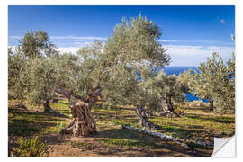 Selvklebende plakat Ancient olive trees in Mallorca (Spain)