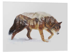 Foam board print Arctic wolf