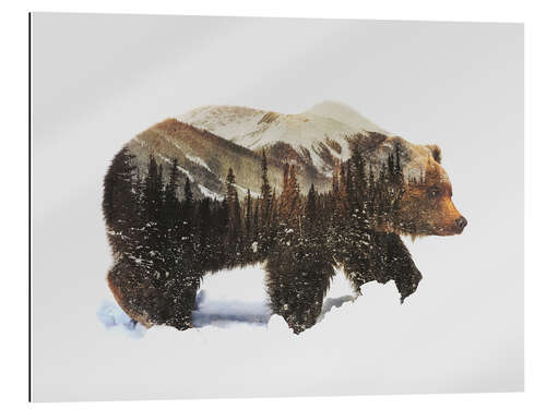 Quadro em plexi-alumínio Urso-pardo na neve