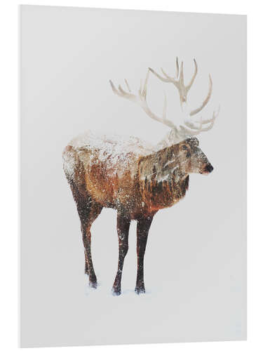 Foam board print Arctic Deer