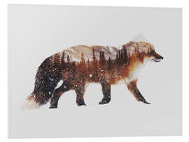 Foam board print Arctic Red Fox