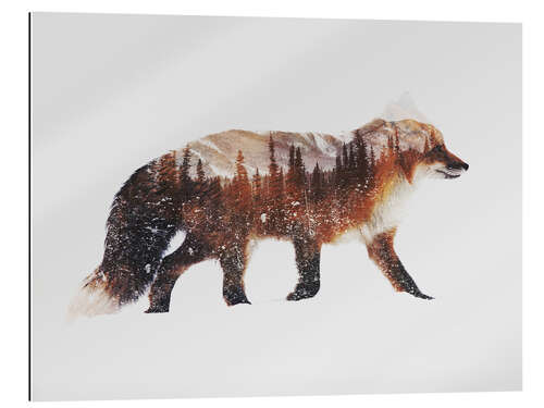 Gallery print Arctic Red Fox