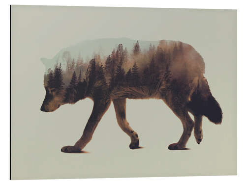 Aluminium print Norwegian Woods The Wolf