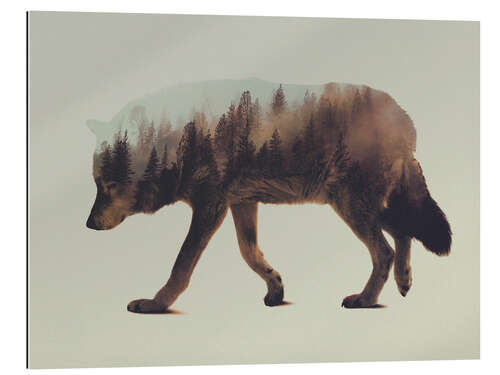 Gallery print Norwegian Woods The Wolf