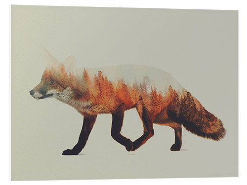 Foam board print Norwegian woods, The Fox