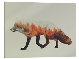 Gallery print Norwegian woods, The Fox