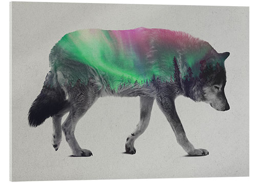 Acrylic print Wolf in Aurora Borealis