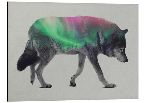 Cuadro de aluminio Lobo en aurora boreal