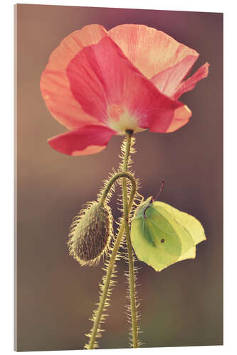 Akrylglastavla Poppy and butterfly