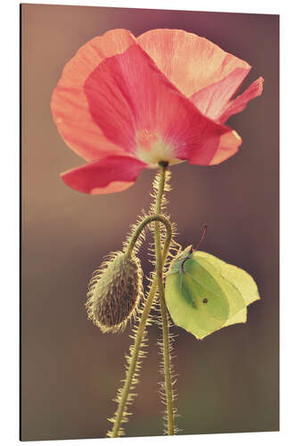 Alubild Mohnblume und Schmetterling