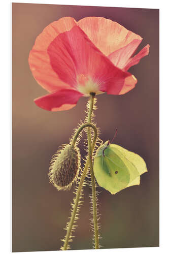 Print på skumplade Poppy and butterfly