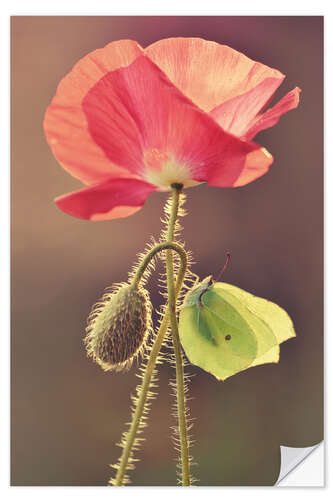 Wall sticker Poppy and butterfly