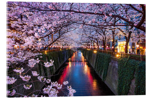 Acrylic print Pink cherry blossoms in Tokyo Japan