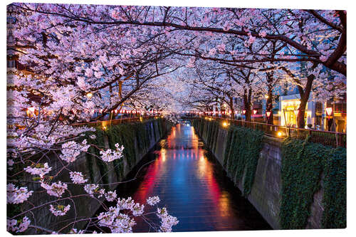 Quadro em tela Pink cherry blossoms in Tokyo Japan