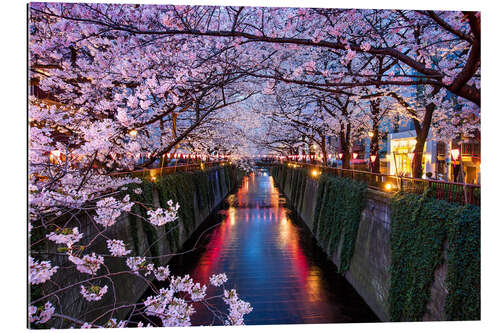 Tableau en plexi-alu Fleurs de cerisier roses à Tokyo au Japon