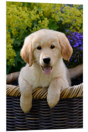 Foam board print Cute Golden Retriever Puppy