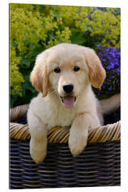 Gallery Print Niedlicher Golden-Retriever-Welpe