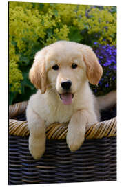 Magnettafel Niedlicher Golden-Retriever-Welpe