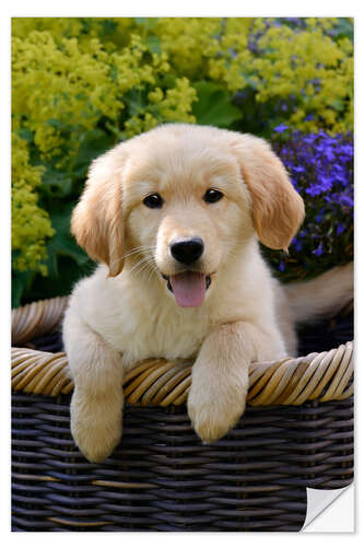 Wall sticker Cute Golden Retriever Puppy