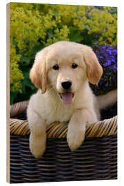 Wood print Cute Golden Retriever Puppy