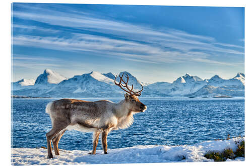 Akrylbilde Reinsdyr ved fjorden