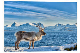 Foam board print Reindeer in snow covered landscape at sea