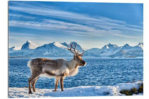 Gallery print Reindeer in snow covered landscape at sea