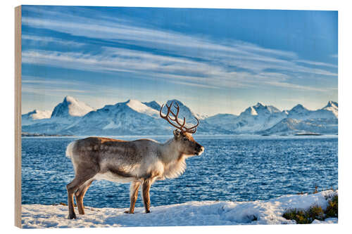 Wood print Reindeer in snow covered landscape at sea