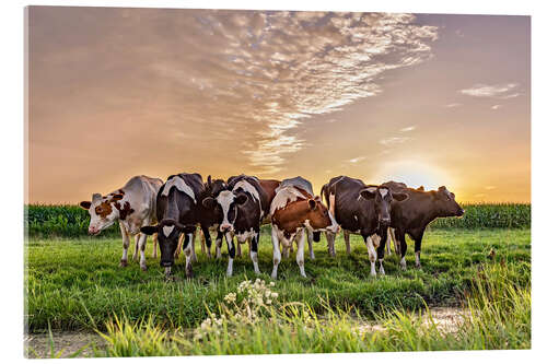 Akryylilasitaulu beautiful sunset cows gathering