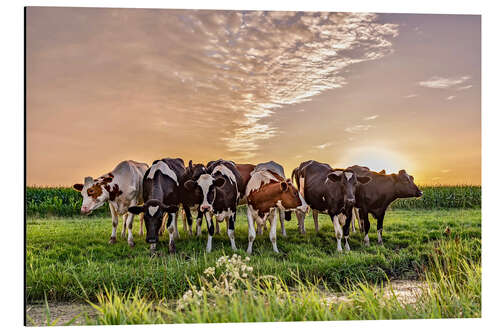 Aluminium print beautiful sunset cows gathering